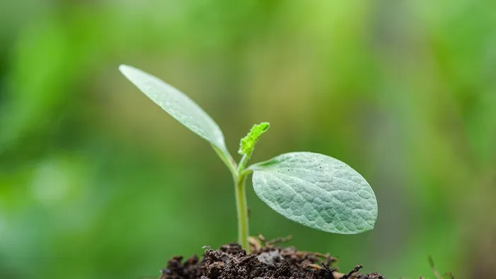 Bildet viser en liten plante som vokser.